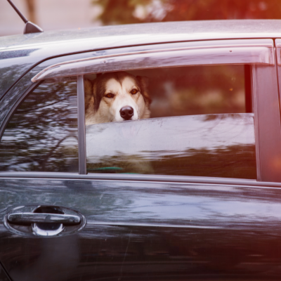 husky dog looking out car window which is half open