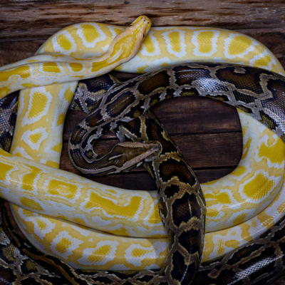 Two snakes in a wooden box