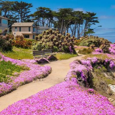 Purple wild flowers along a residential street by the coast in Pacific Grove, California