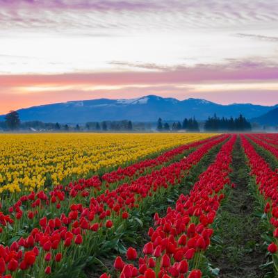 Red and yellow tulips growing in the large fields of Skagit Valley.