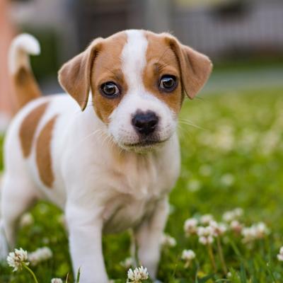 Danish-Swedish Farmdog puppy in the grass.