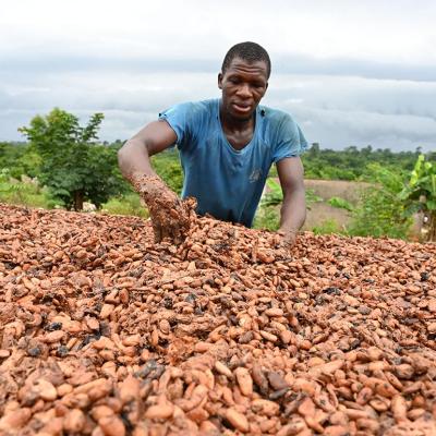 A cocoa farmer dries cocoa beans in the village of Satikran near Abengourou, eastern Ivory Coast.