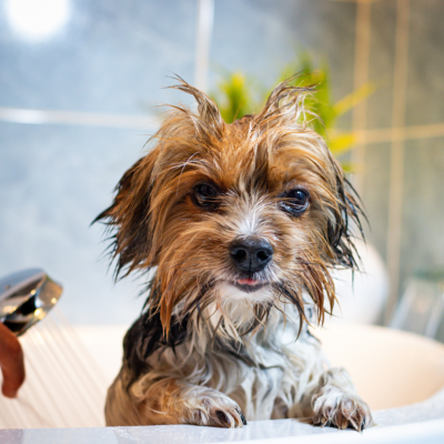 A wet Yorkshire Terrier dog after a bath