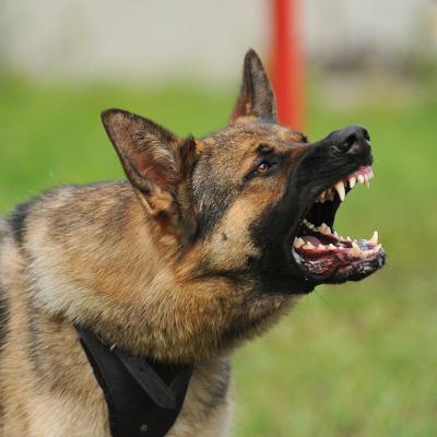 German shepherd dog bearing teeth.