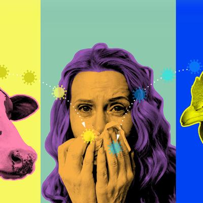 Illustration showing a colorful three-image collage of a woman with a flu, a cow and a chicken.