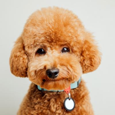 A toy poodle on a gray background.
