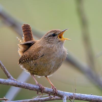 Close-up of a Eurasian Wren bird, Troglodytes troglodytes, bird singing in a forest during Springtime