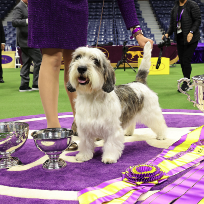 Buddy Holly, a petit basset griffon Vendéen, wins Best in Show at the 147th Annual Westminster Kennel Club Dog Show.