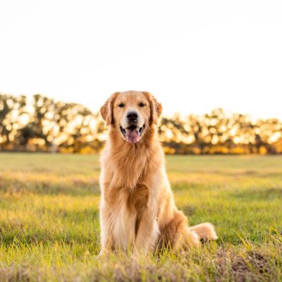 Golden retriever enjoying the outdoors in a large grass field at sunset.