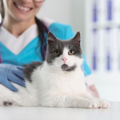 Cat sitting on medical table with woman vet.