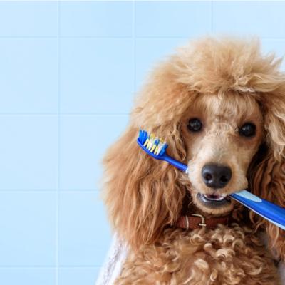 Poodle holding a toothbrush in it's mouth.