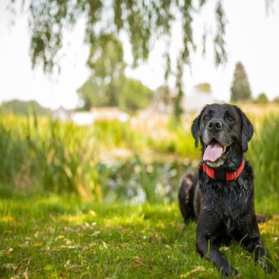Black Labrador sitting under a tree after swimming.