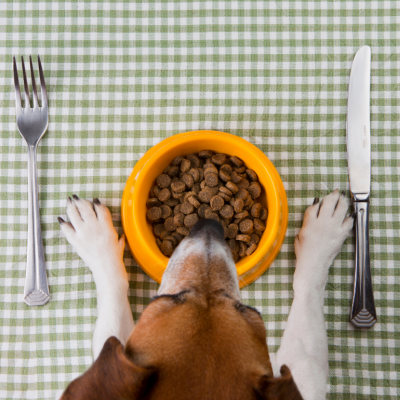 Dog sitting at a table place setting with a bowl of food and utensils.