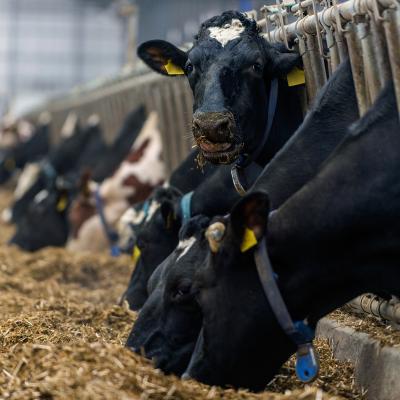 Modern cowshed with a row of cows eating.