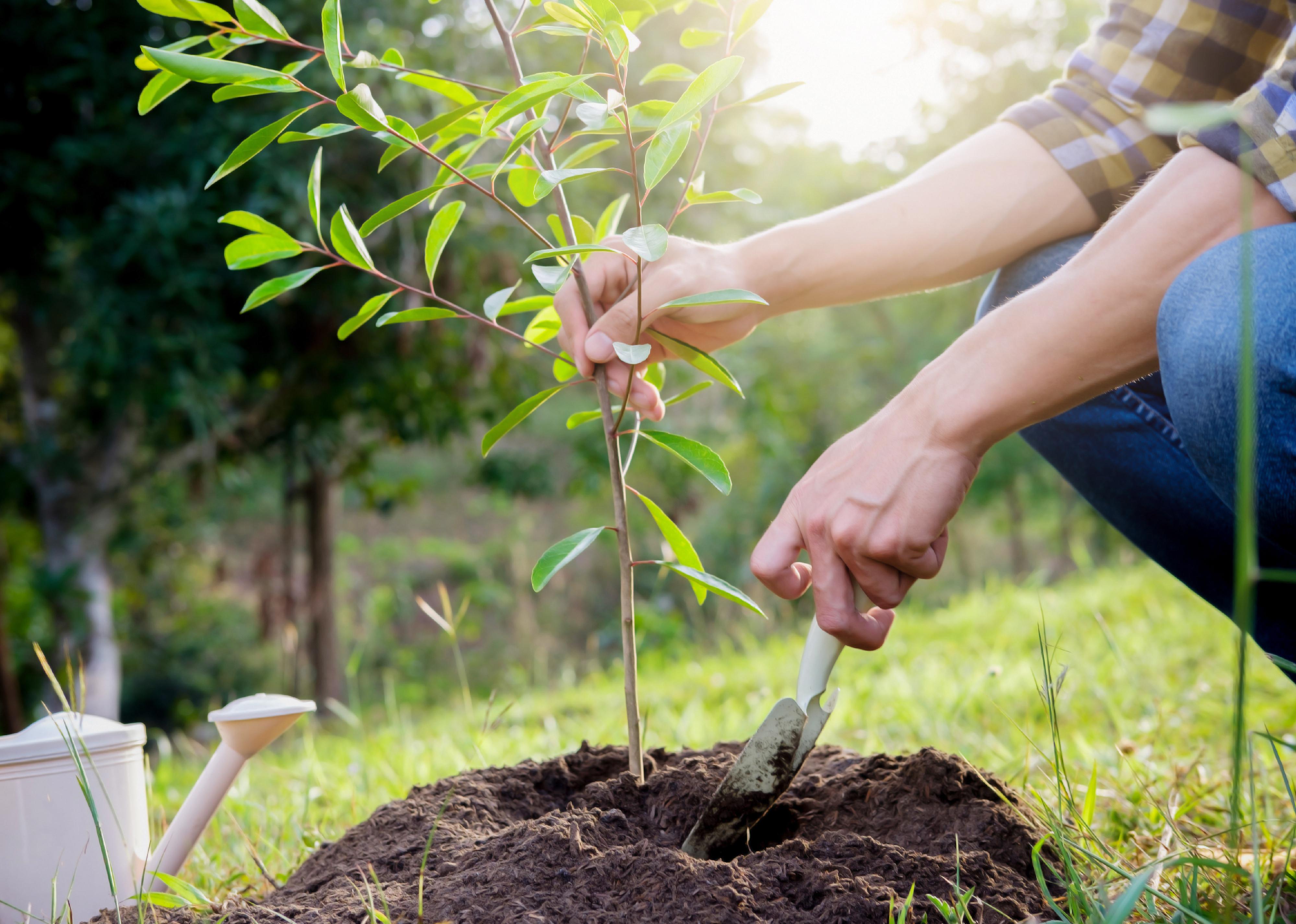Close-up on young man planting a tree.