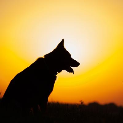 Outline of a dog at sunset