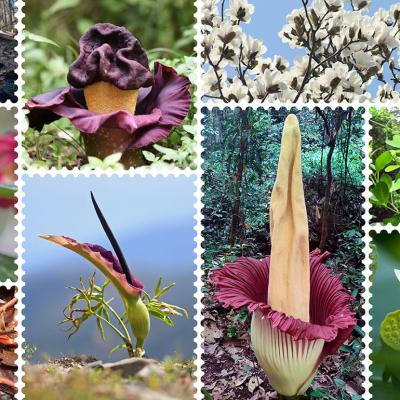 A collage of thermogenic plants, clockwise from top left: sago palm (Cycas revoluta); Eastern skunk cabbage (Symplocarpus foetidus), elephant-foot yam (Amorphophallus paeoniifolius), Yulan magnolia (Magnolia denudata), calico-flower (Aristolochia littoralis), American lotus (Nelumbo lutea), titan arum (Amorphophallus titanum), dragon arum (Dracunculus vulgaris), Florida anise (Illicium floridanum), Rhizanthes lowii, dead-horse arum (Helicodiceros muscivorus).