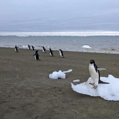 Penguins by the shores in Antarctica.