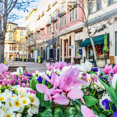Flowers along the streets of San Jose, California.