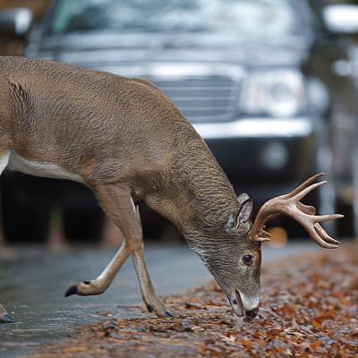 A white-tailed deer munching on leaves on a road side with cars approaching.