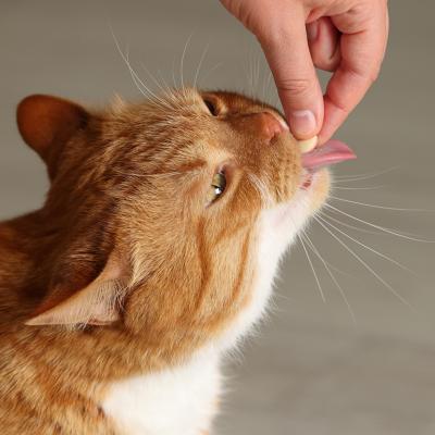 An orange cat taking a pill from its owner's hand.