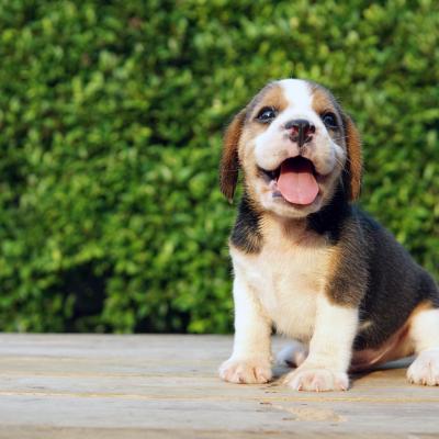 Box of beagle puppies