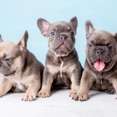 Three french bulldog puppies 
