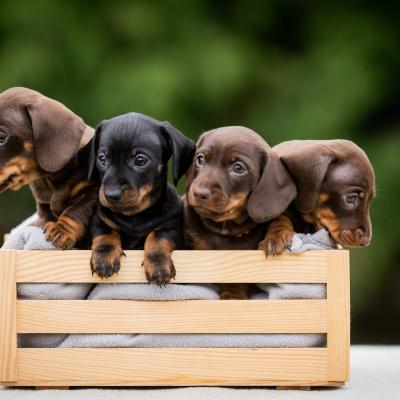 A box filled with daschund puppies