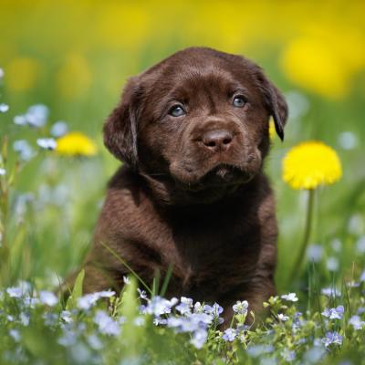 Chocolate lab sits in grass