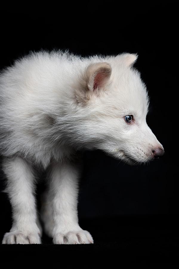 A white wolf pup against a black background, colossal Biosciences claimed to have brought back the dire wolf, a species that went extinct more than 10,000 years ago by editing some of the genes in a related wolf’s genome to match those found in dire wolves. 
