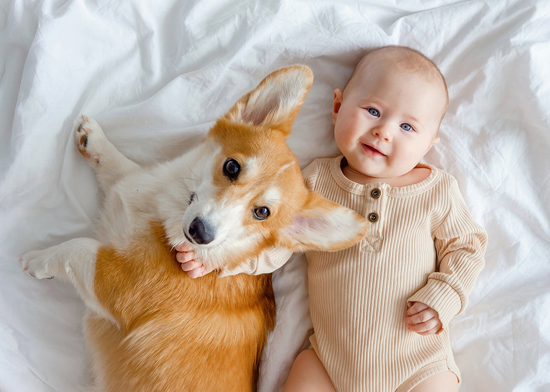 Baby and corgi dog beside each other on bed.