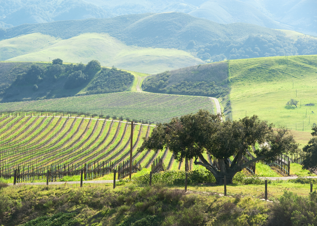 Spring vineyard