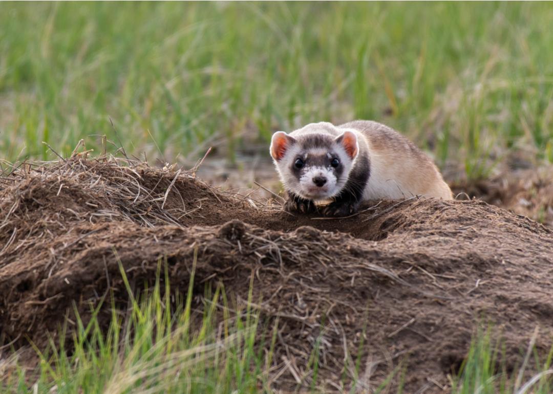 An Endangered Black-footed Ferret on the Plains