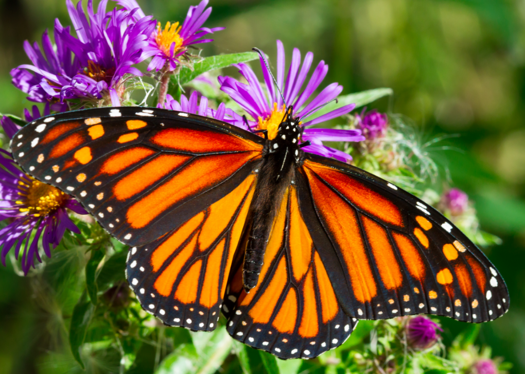 A monarch butterfly rests upon a pink flower