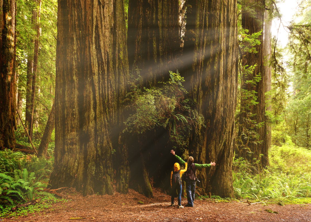 A couple stands looking up at a tree in Redwood National Forest.