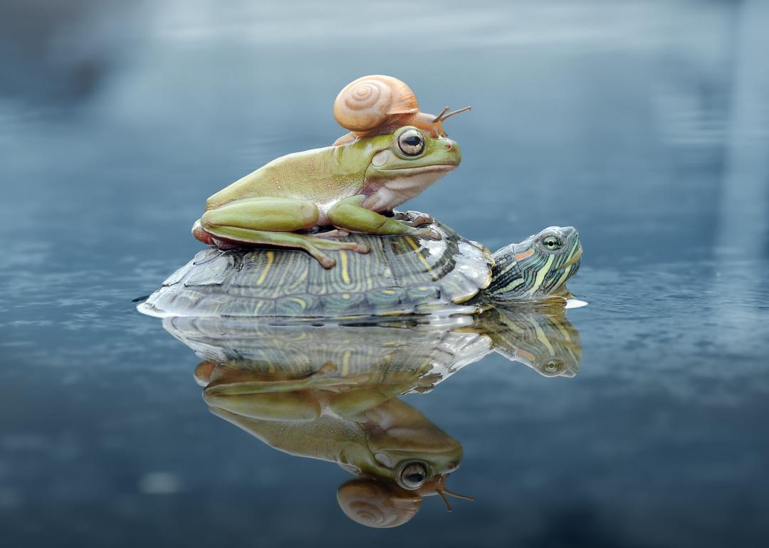 A snail hitches a ride on a frog who's on the back of a turtle in the water.