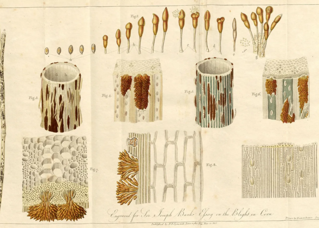 An 1805 botanical illustration from London that depicts corn blight.
