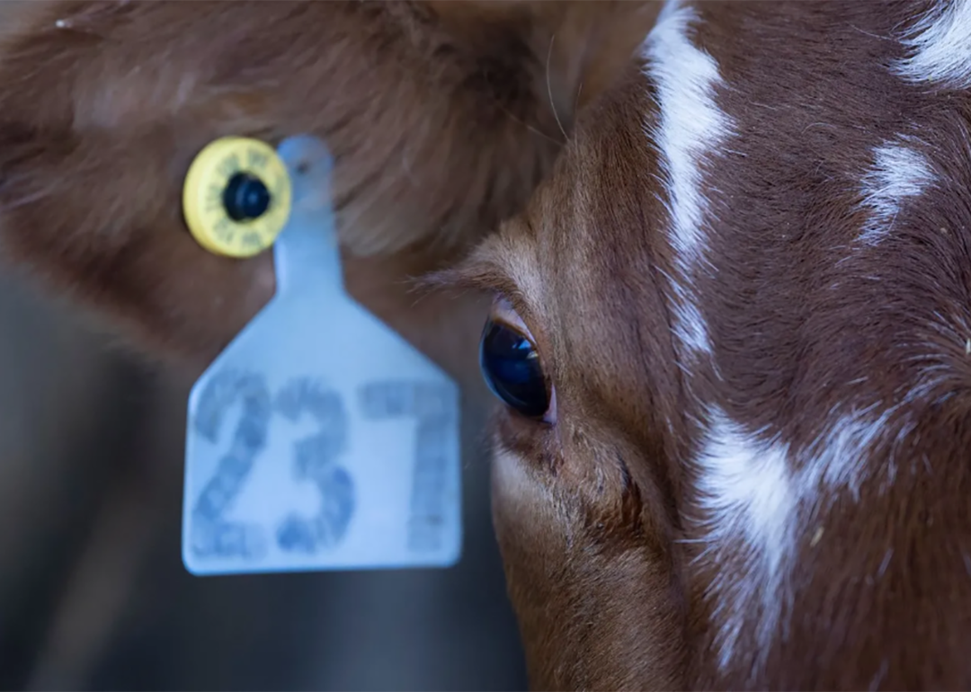 close up of brown cow face and ear with tag visible