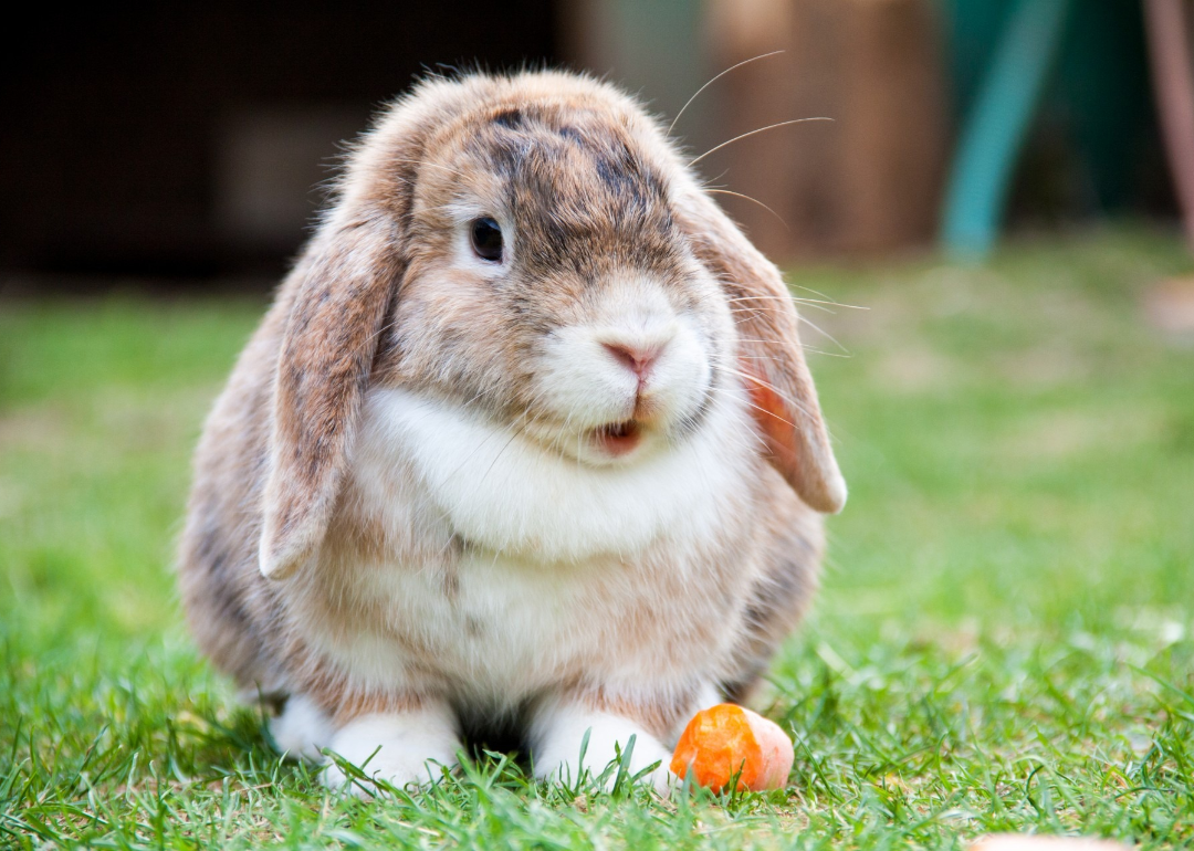 Brown and white rabbit sitting on grass with a piece of carrot