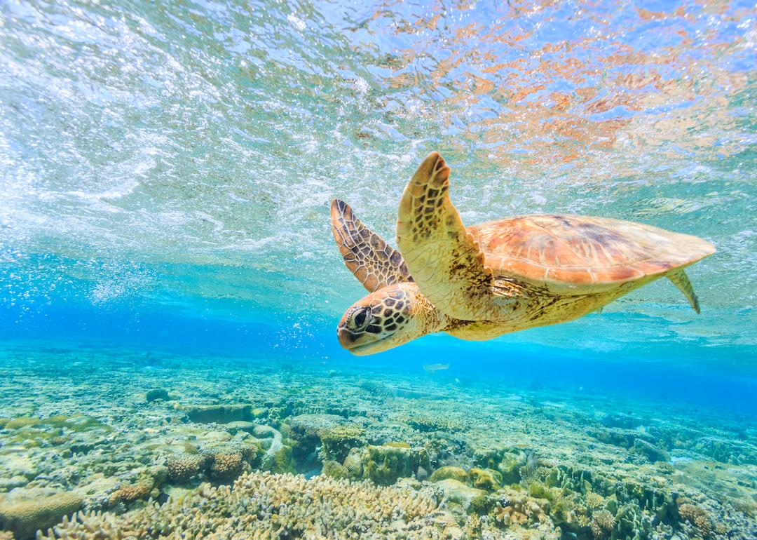 A turtle diving back to the reef in a shallow lagoon on Lady Elliot Island.