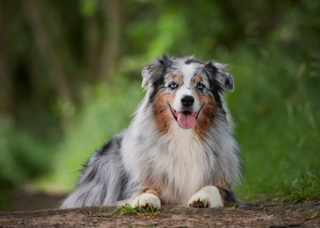 An Australian Shepherd sitting on the ground surrounded by greenery