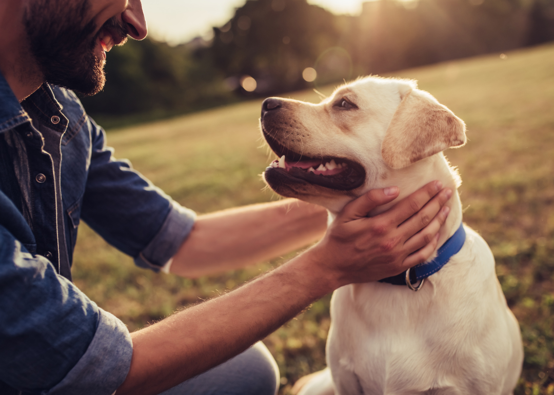 Man petting a labrador retriever on a grassy field at sunset