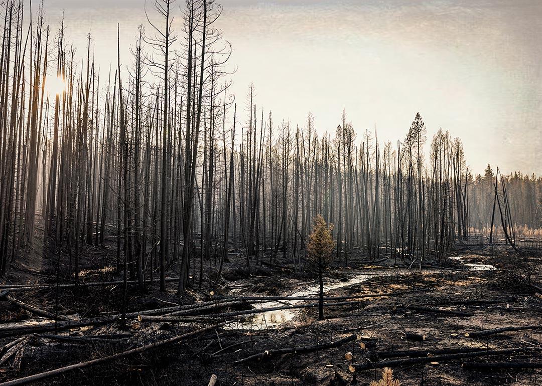 Burnt forest after the Trap Creek wildfire in Idaho in September 2020.