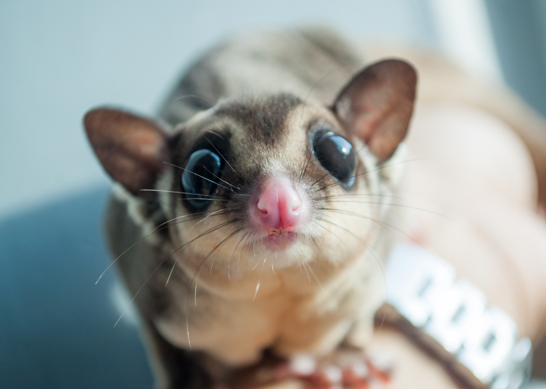 Close-up shot of a sugar glider sitting on a person's arm