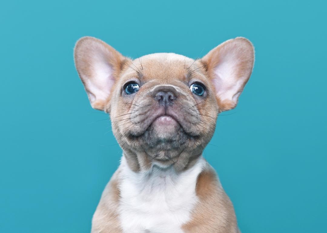 French bulldog dog puppy on blue background.