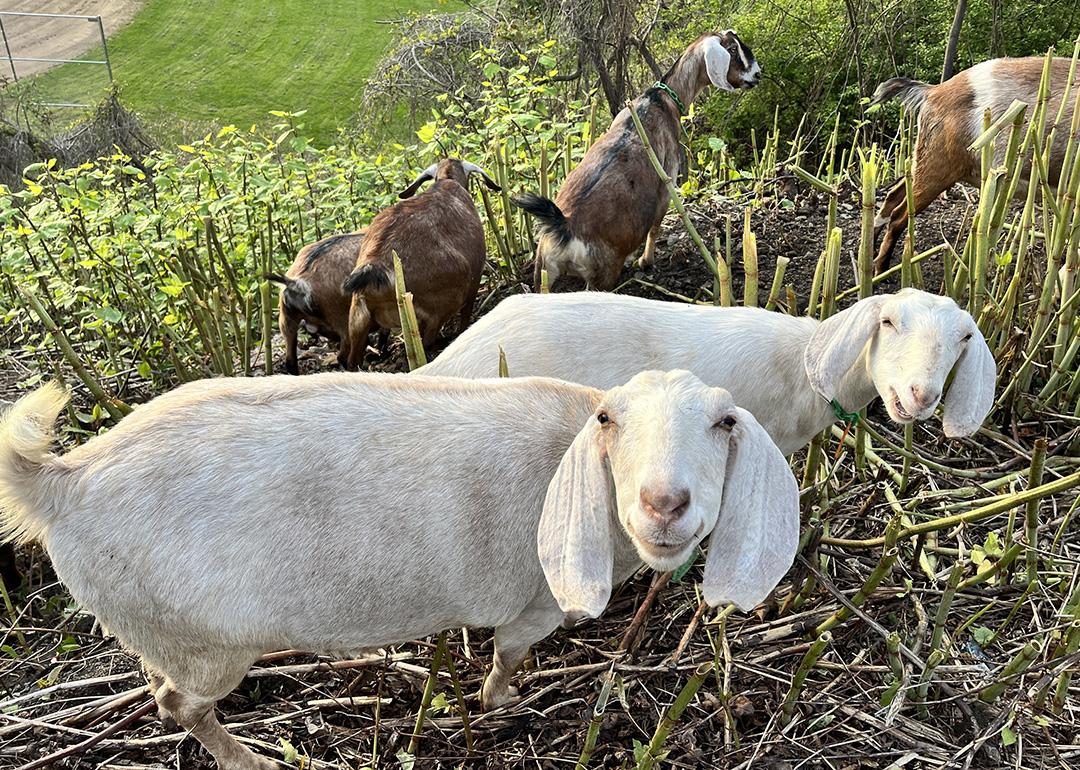Two goats in a herd smiling happily eating invasive plants in a wide land.