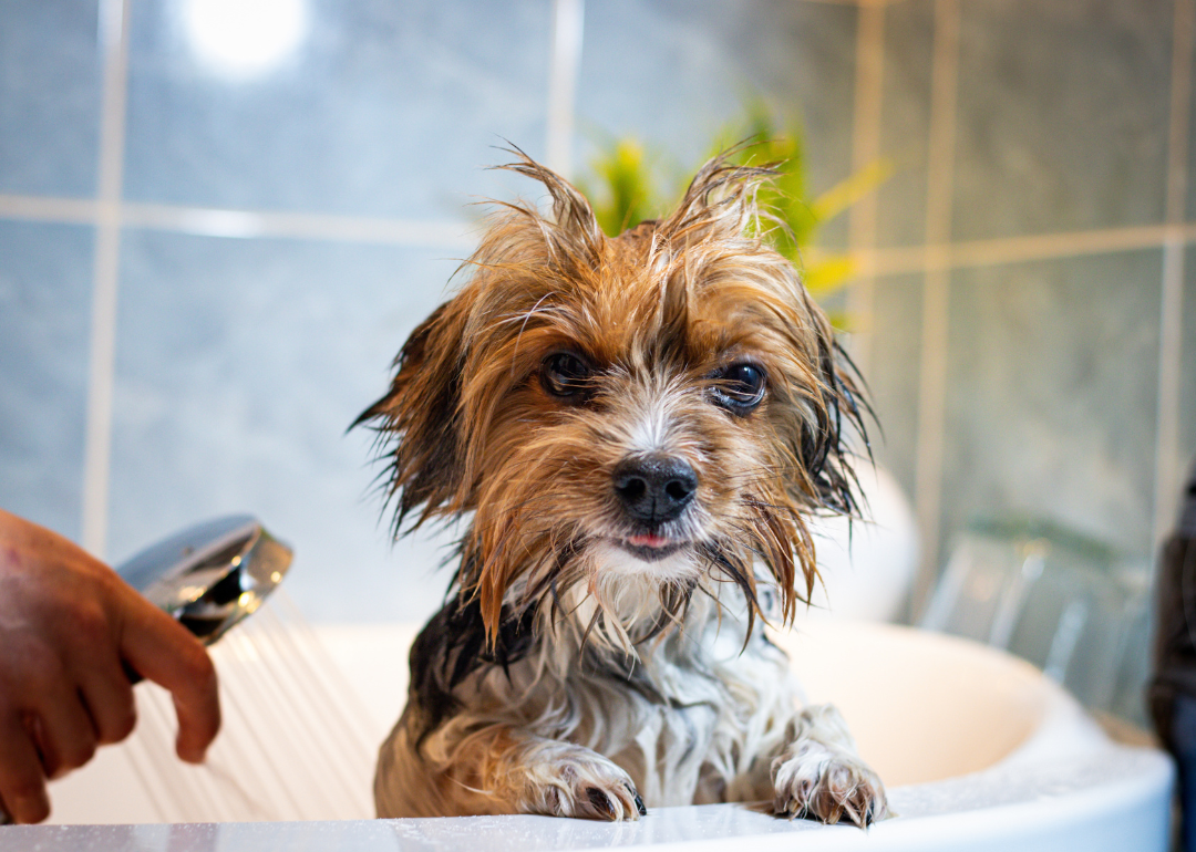 A wet Yorkshire Terrier dog after a bath