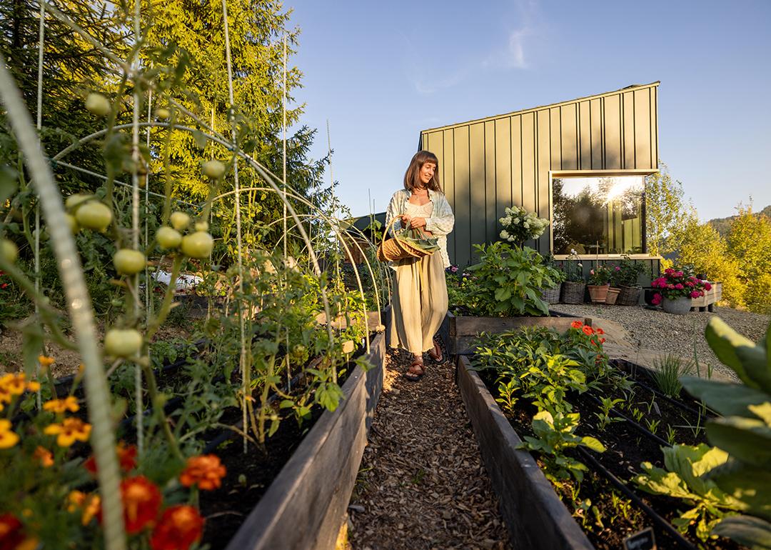 A woman happily examines green tomatoes and other plants in her garden.