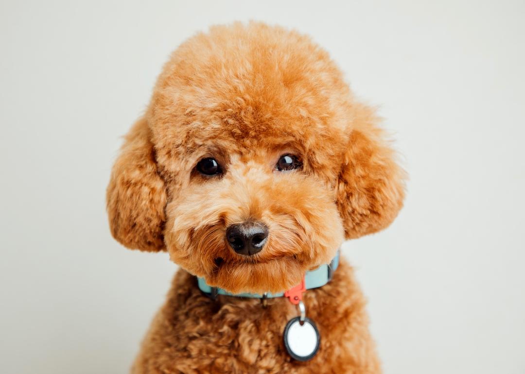A toy poodle on a gray background.