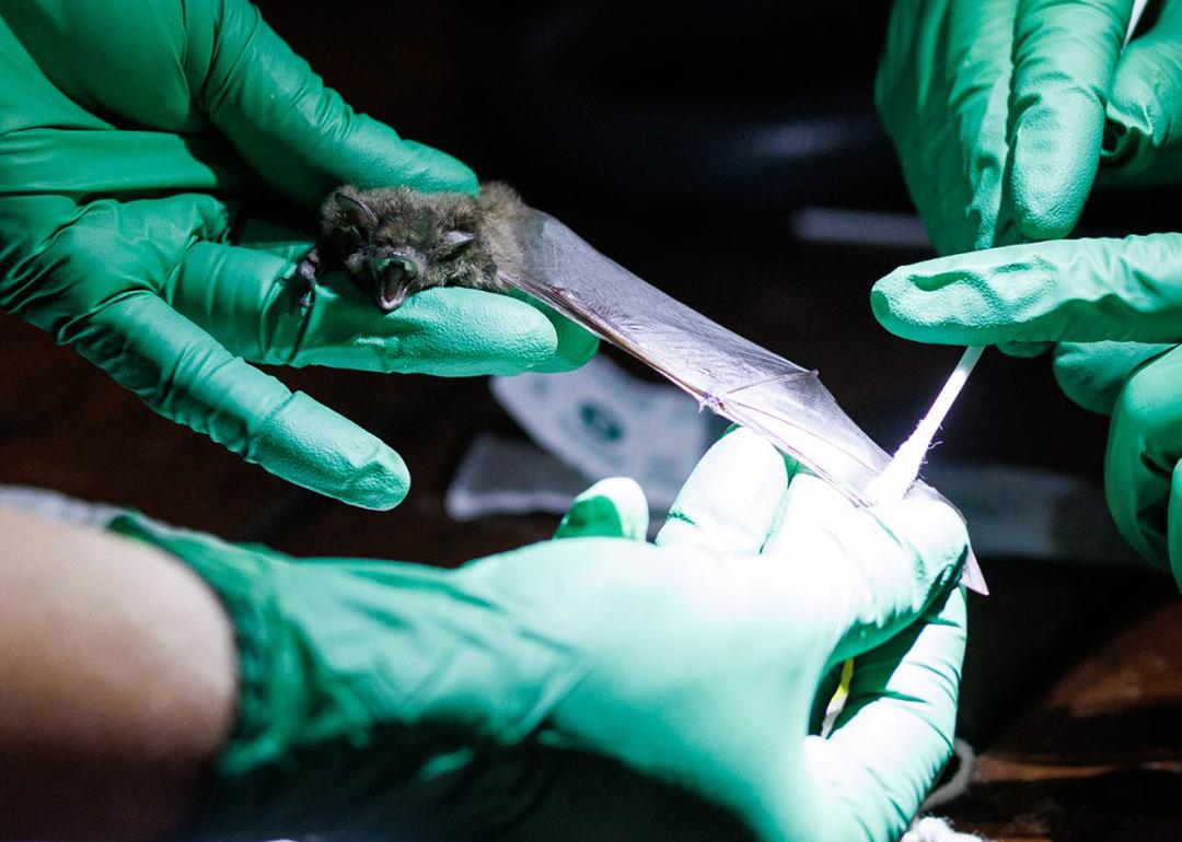 Biologists work to develop and test a probiotic that can help bats fight off white-nose syndrome.